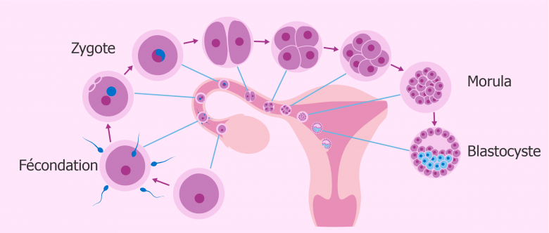 Nidation Ou R Gles Sympt Mes De L Implantation R Ussie De L Embryon