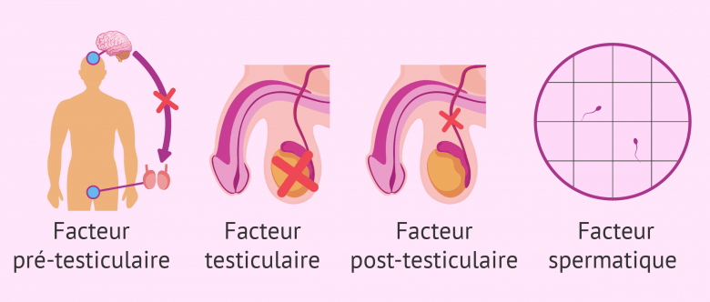 Les Facteurs De La St Rilit Masculine