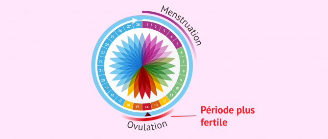 Imagen: Calendrier de l'ovulation